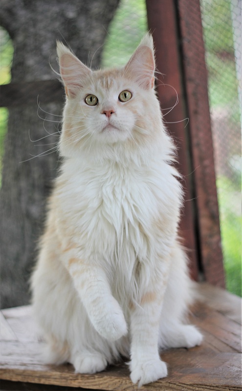 Invincible Star Ark - Adult maine-coon 1 year 8 months 1 week