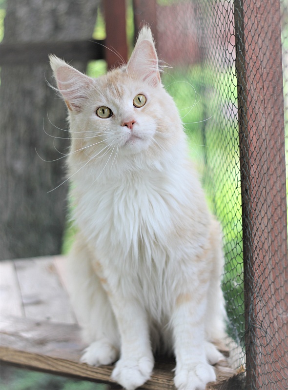Invincible Star Ark - Adult maine-coon 1 year 8 months 1 week