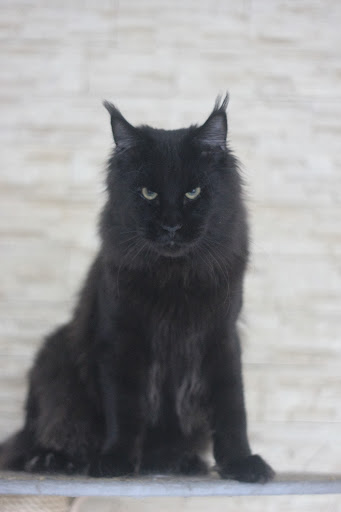 Kenzo HoneyDevil - maine-coon