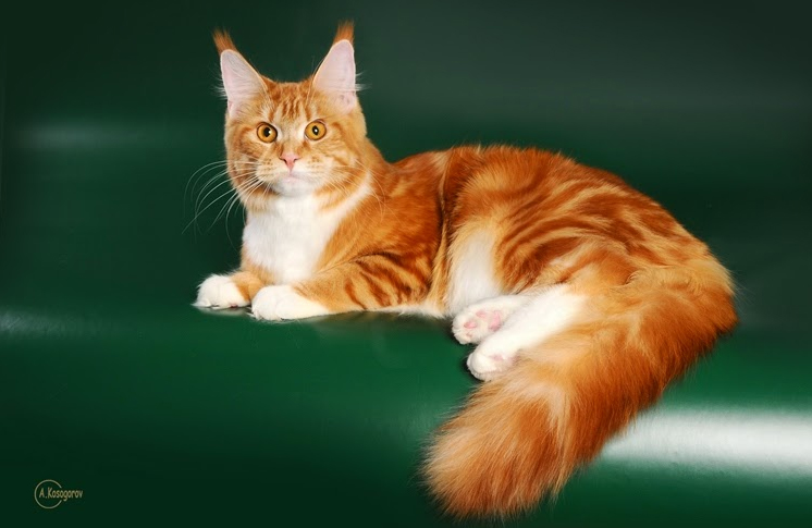 Honey Milk Monterini - maine-coon