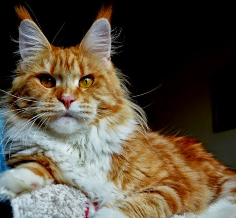 Honey Milk Monterini - maine-coon