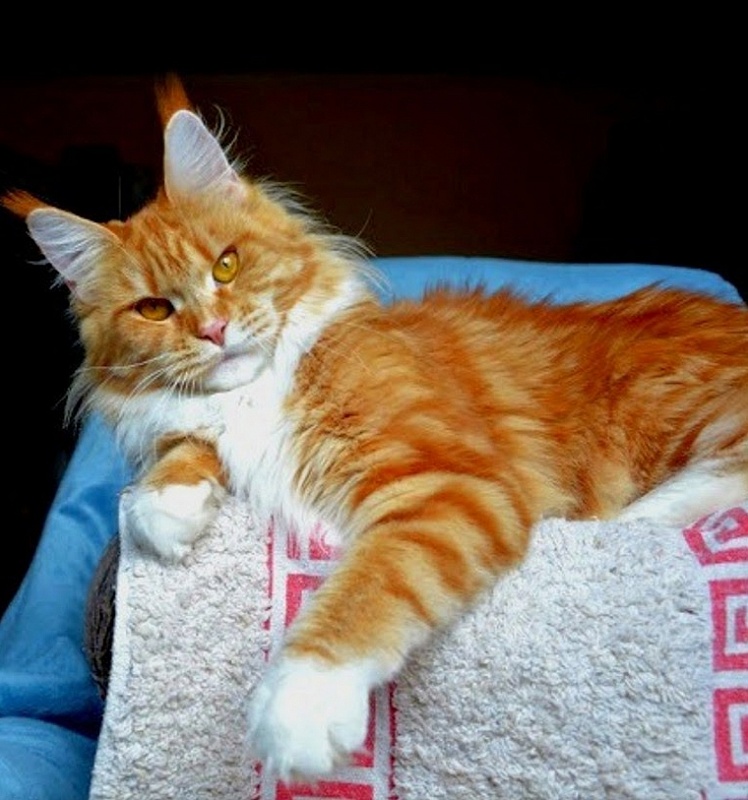 Honey Milk Monterini - maine-coon