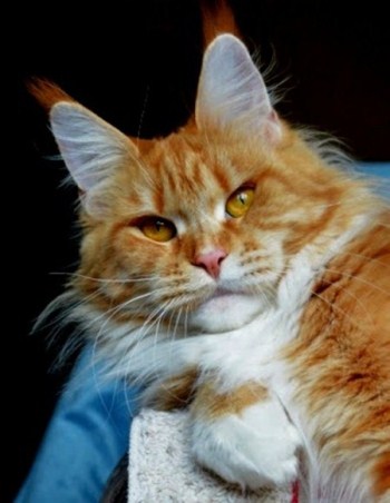 Honey Milk Monterini - maine-coon