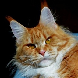 Honey Milk Monterini