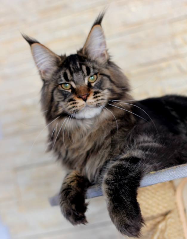 Nitro Monterini - maine-coon