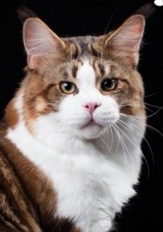 CascadeMTN Snow Patrol - maine-coon