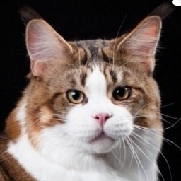 CascadeMTN Snow Patrol