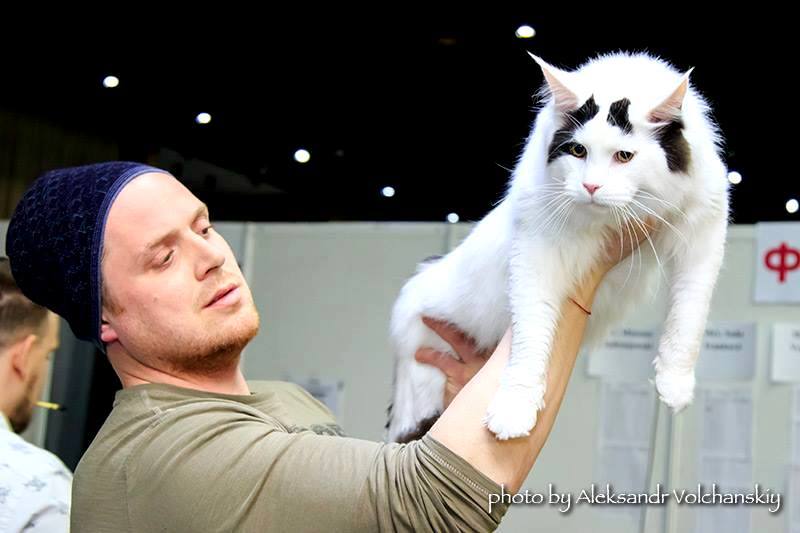 Perun Viktoria Pride - maine-coon