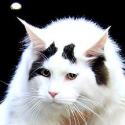 Perun Viktoria Pride