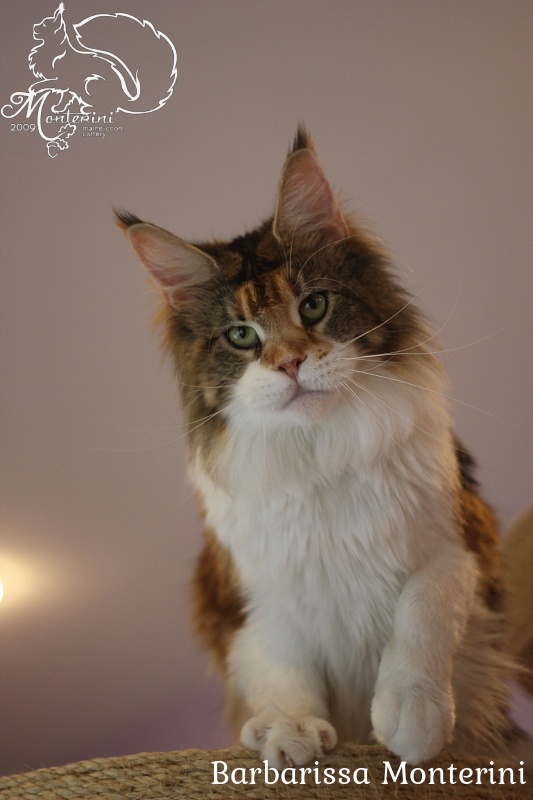 Barbarissa Monterini - Adult maine-coon 2 years 3 months 0.5 weeks