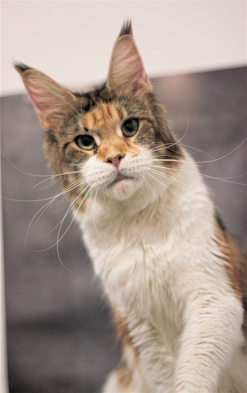 Barbarissa Monterini - Adult maine-coon 2 years 9 months 3.5 weeks