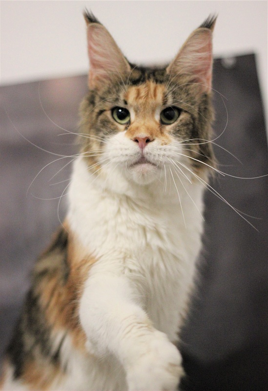 Barbarissa Monterini - Adult maine-coon 2 years 9 months 3.5 weeks