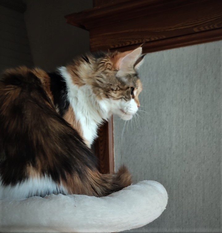 Barbarissa Monterini - Adult maine-coon 5.5 years 4 weeks