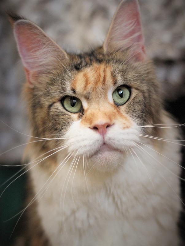 Barbarissa Monterini - Adult maine-coon 3 years 4 months 1.5 week