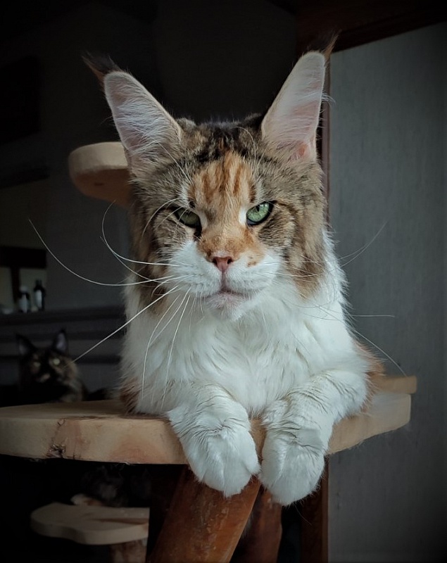 Barbarissa Monterini - Adult maine-coon 5.5 years 4 weeks