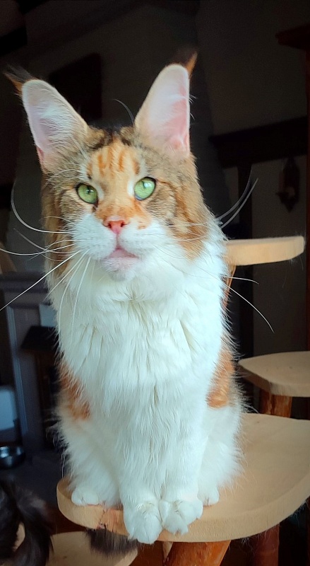 Barbarissa Monterini - Adult maine-coon 5.5 years 4 weeks