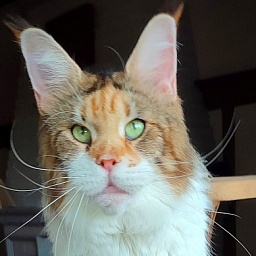 Barbarissa Monterini