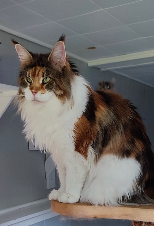 Barbarissa Monterini - Adult maine-coon 6.5 years