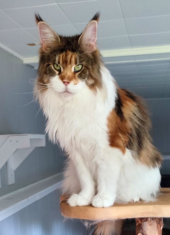 Barbarissa Monterini - Adult maine-coon 6.5 years