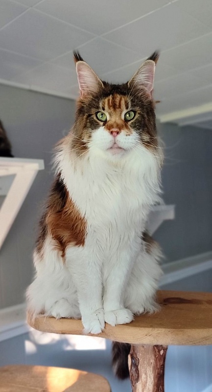 Barbarissa Monterini - Adult maine-coon 6.5 years