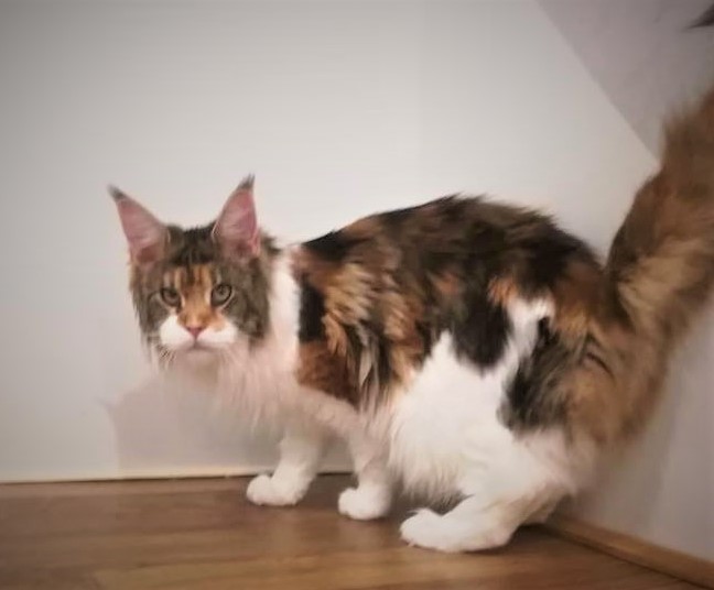 Barbarissa Monterini - Adult maine-coon 1 year 8 months 1 week