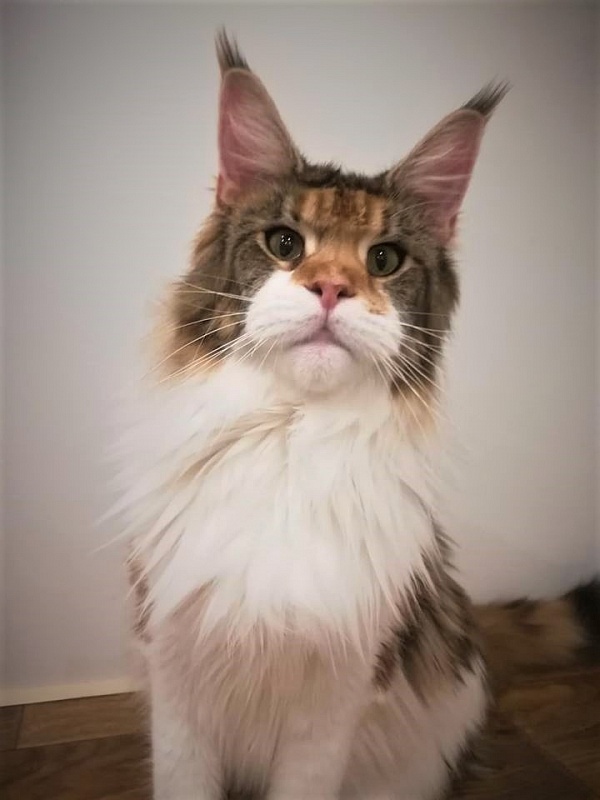 Barbarissa Monterini - Adult maine-coon 1 year 8 months 1 week