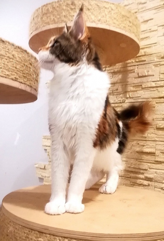 Barbarissa Monterini - Adult maine-coon 1 year 8 months 1 week