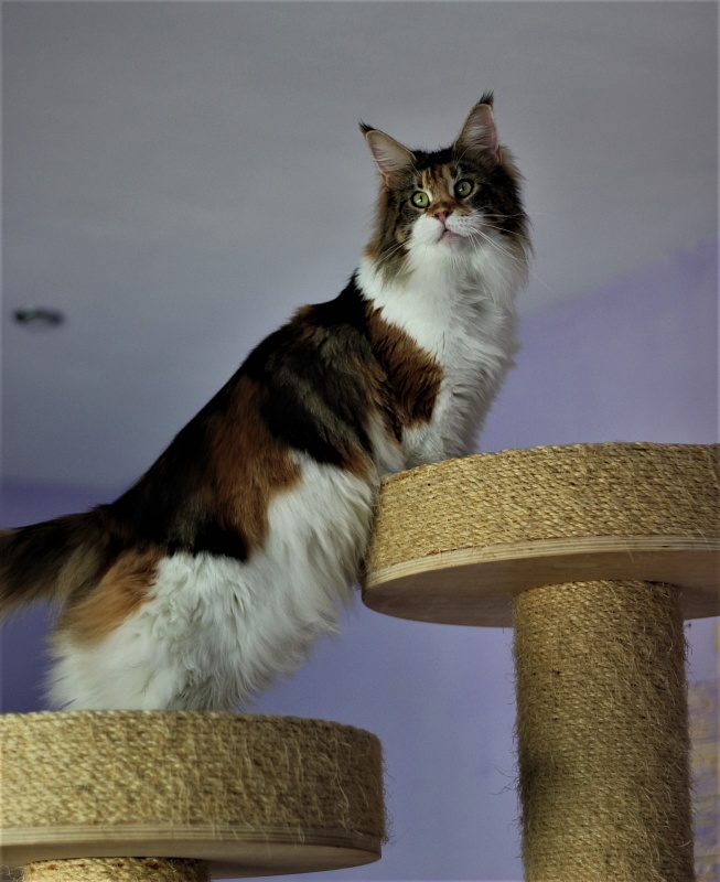 Barbarissa Monterini - Adult maine-coon 2 years 3 months 0.5 weeks