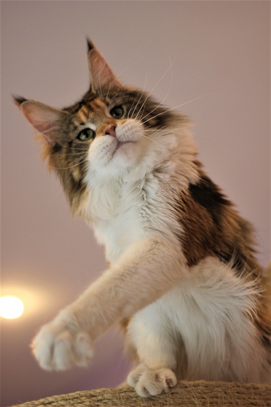 Barbarissa Monterini - Adult maine-coon 2 years 3 months 0.5 weeks