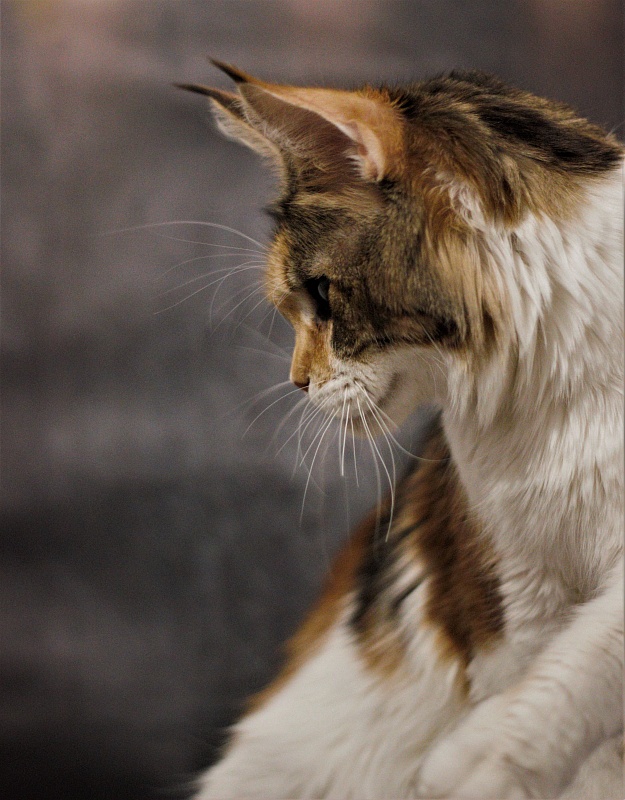 Barbarissa Monterini - Adult maine-coon 2 years 9 months 3.5 weeks