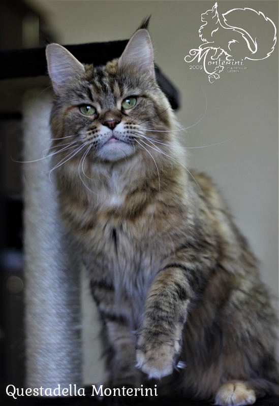 Questadella Monterini - Adult maine-coon 3 years 9 months 2.5 weeks