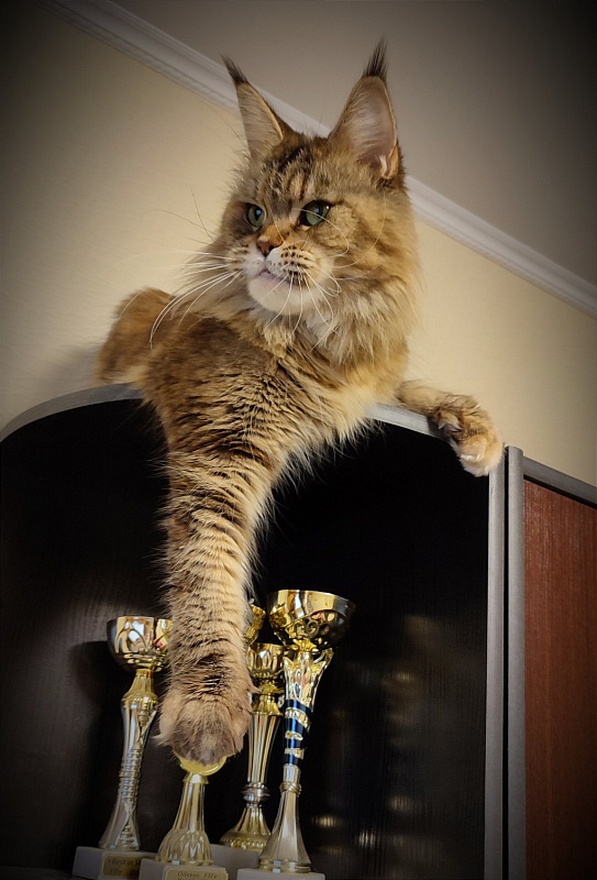 Questadella Monterini - Adult maine-coon 6 years 2 months 0.5 weeks