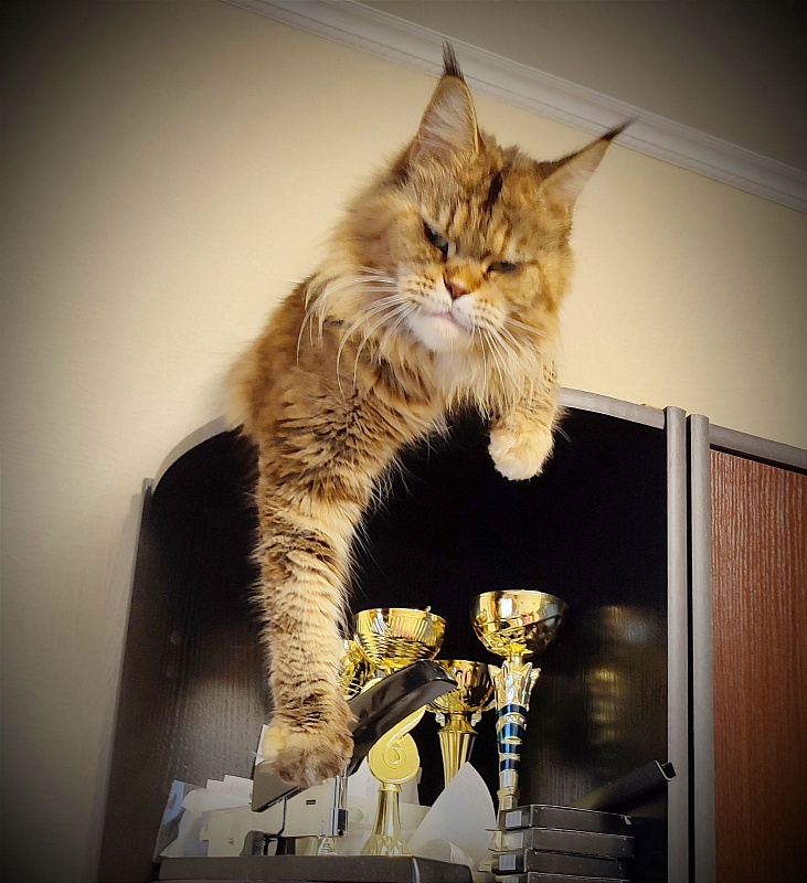 Questadella Monterini - Adult maine-coon 6 years 2 months 0.5 weeks