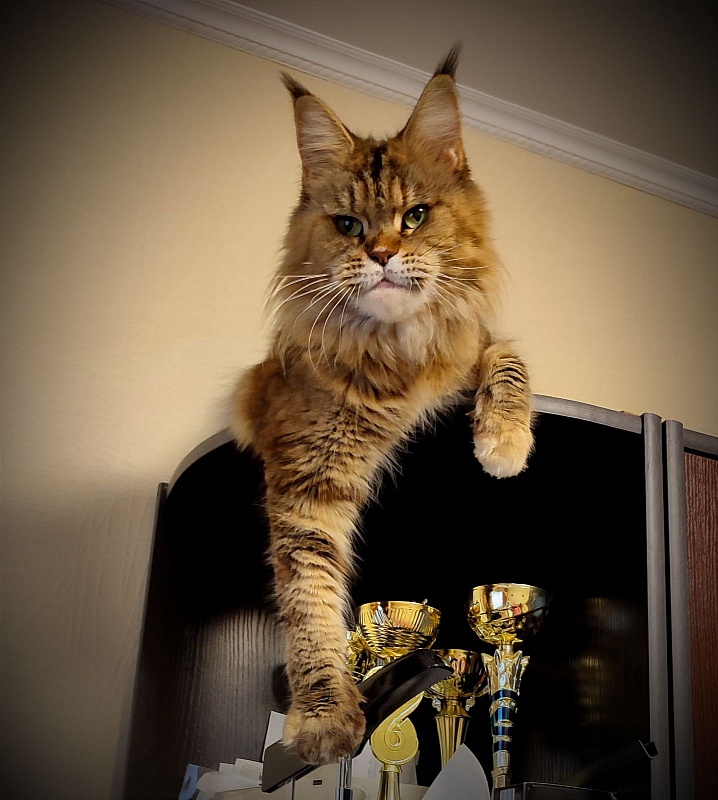 Questadella Monterini - Adult maine-coon 6 years 2 months 0.5 weeks