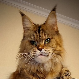 Questadella Monterini