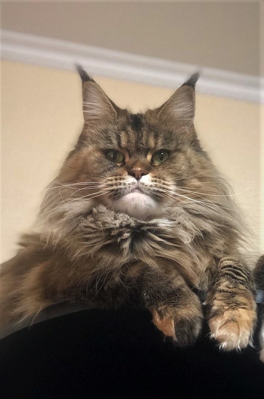 Questadella Monterini - Adult maine-coon 5 years 1 month 1 week