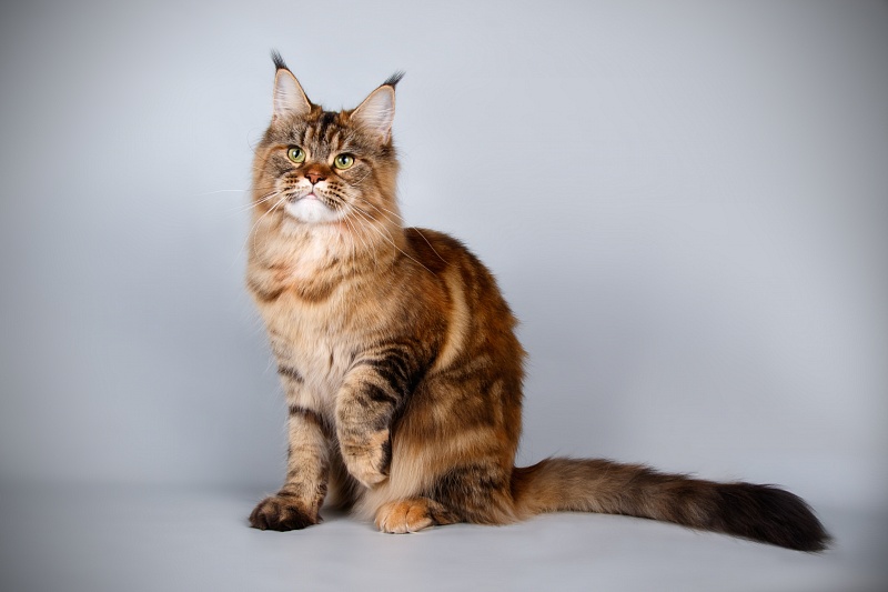 Questadella Monterini - maine-coon