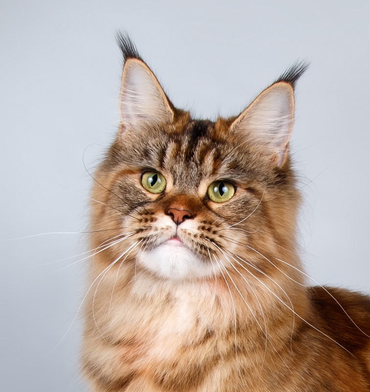 Questadella Monterini - Adult maine-coon 1 year 1 month 3 weeks