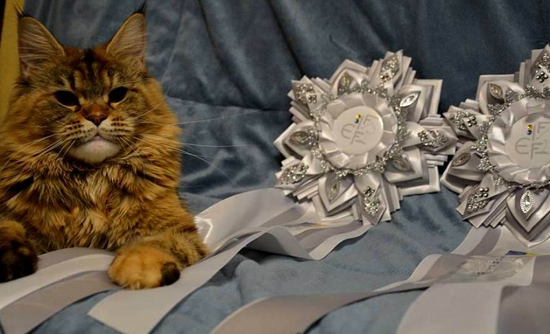 Questadella Monterini - maine-coon