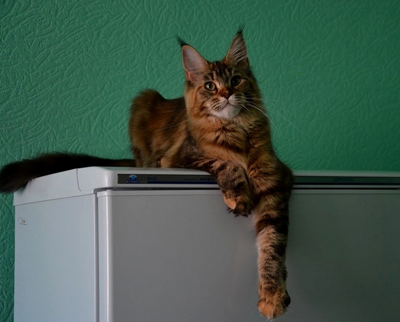 Questadella Monterini - Junior maine-coon 7 months 4 weeks