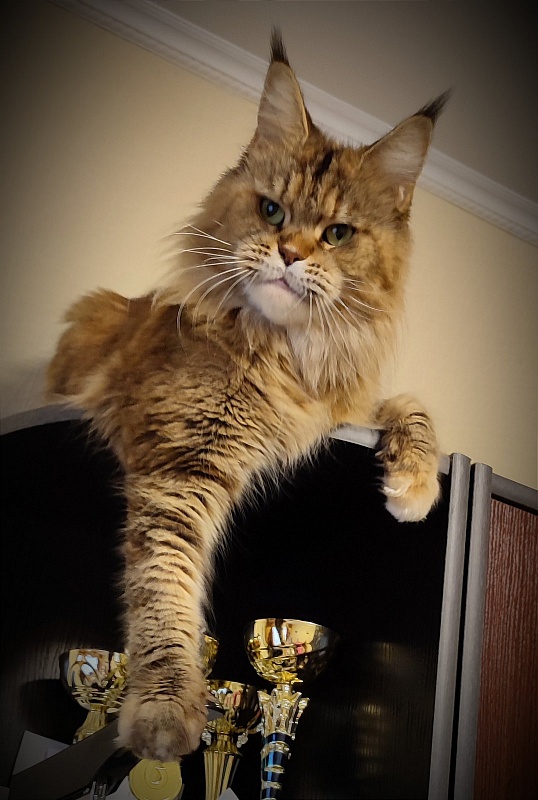 Questadella Monterini - Adult maine-coon 6 years 2 months 0.5 weeks