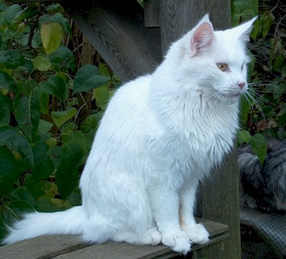Guldfakse Hanging Cloud - maine-coon