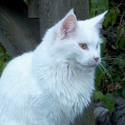 Guldfakse Hanging Cloud