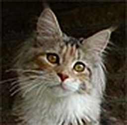 Savincoon Sugar Baby Love