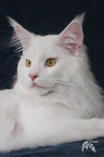 Savincoon Iron Man - maine-coon