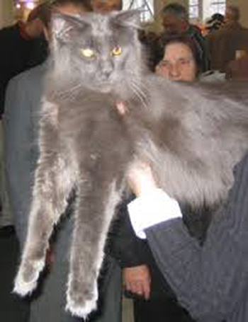 Coogan's Drake - мейн-кун