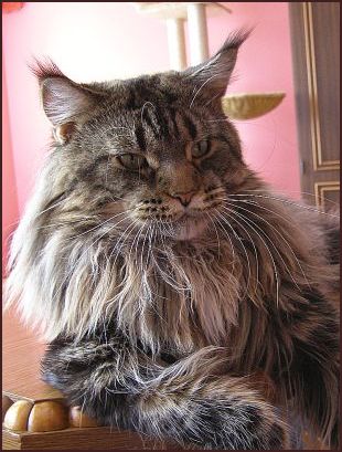 Bon Vivat Medium Color - maine-coon
