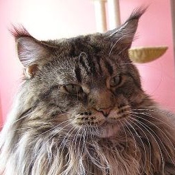 Bon Vivat Medium Color