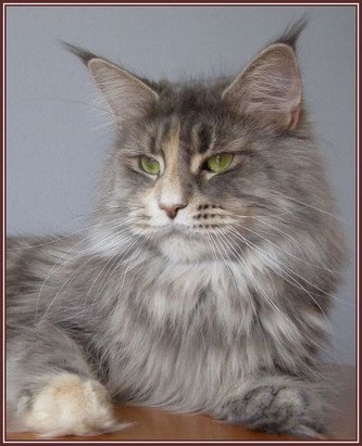 Jane Eyre of Baydar - maine-coon 11/30/-1