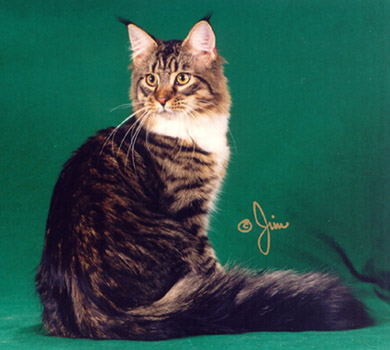 Dreamhunter G'Kar - maine-coon